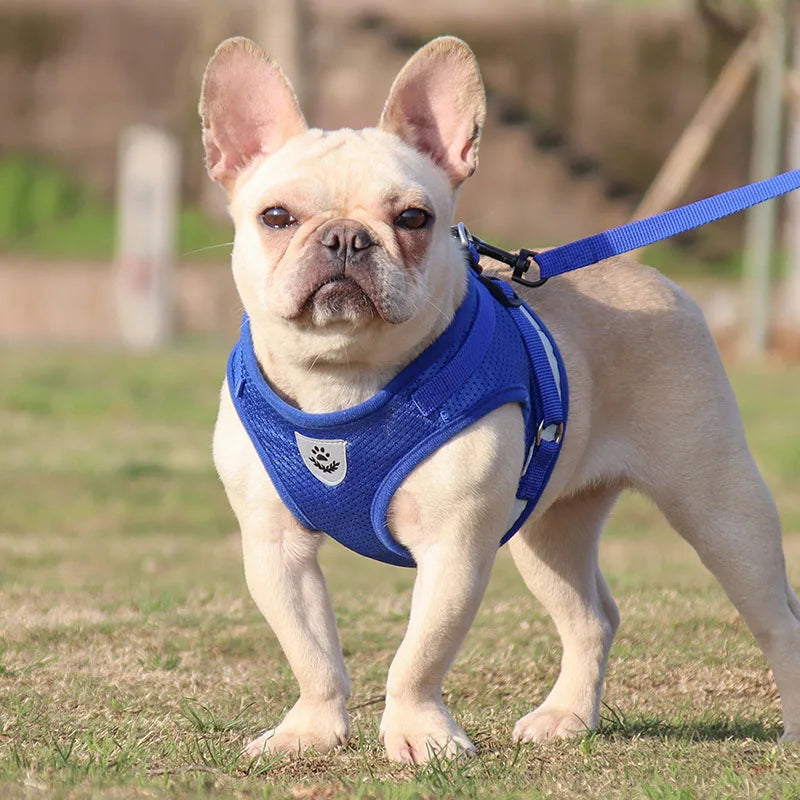 pet-mesh-vest-harness-leash-set